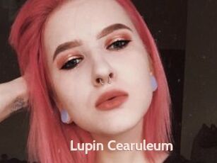 Lupin_Cearuleum