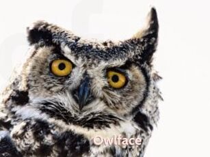 Owlface