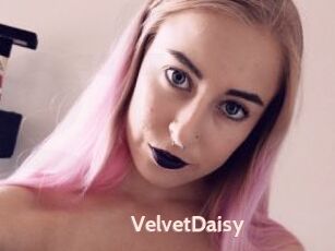 VelvetDaisy